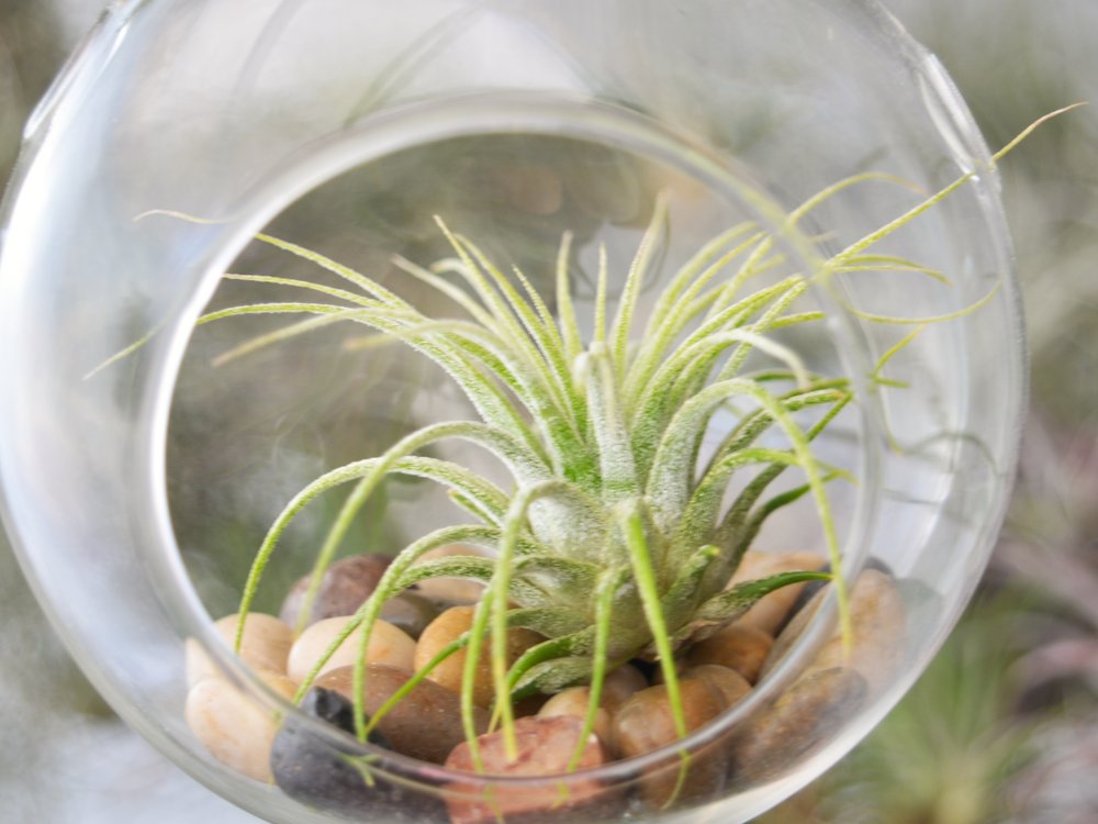 Air Plant Terrarium