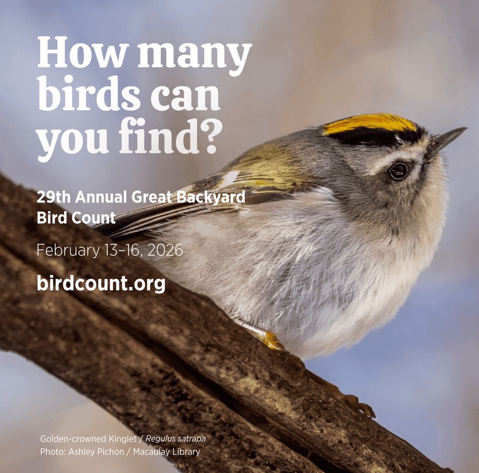 How many birds can you find? 29th Annual Great Backyard Bird Count Feb. 13-16 2026 birdcount.org.Golden-crowned Kinglet / Regulus Satrapa Bird on branch