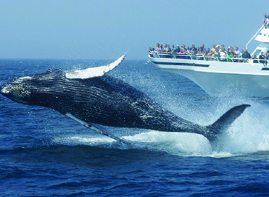 Whale Watching Boat and Whale