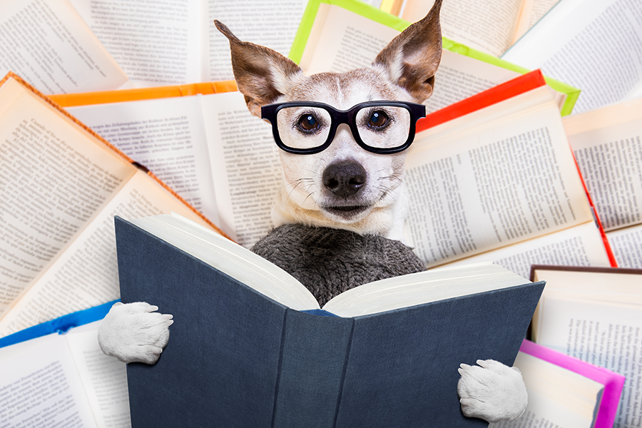Dog with Glasses Reading a Book